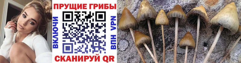 как найти наркотики  Тихорецк  Галлюциногенные грибы Psilocybe 